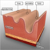 hyaluronic acid skin
