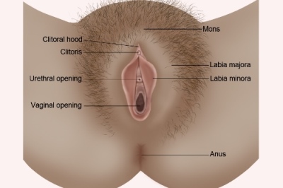 female genital anatomy
