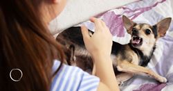 Best practices to heal dog bites