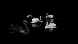 The black swans: Matching in plastic surgery as international medical graduates